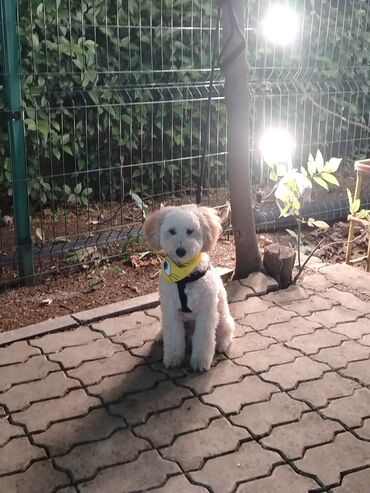 İtlər: Pudel, 8 ay, Erkek, Peyvəndli, Ünvandan götürmə — 9