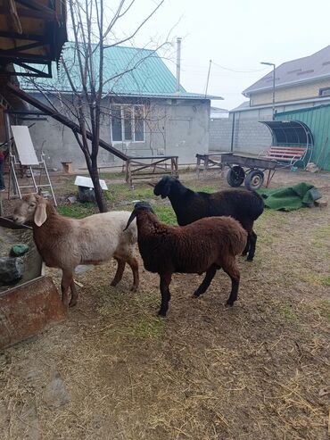 Бараны, овцы: Продаю | Ягненок, Баран (самец) | Арашан | На забой, Для разведения, Для шерсти | Племенные, Осеменитель — 6