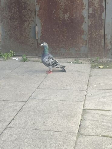 отдам кошку в хорошие руки: Super yarış postaları balaları 300kmdan gəlib başı çıxmıyan adamlar