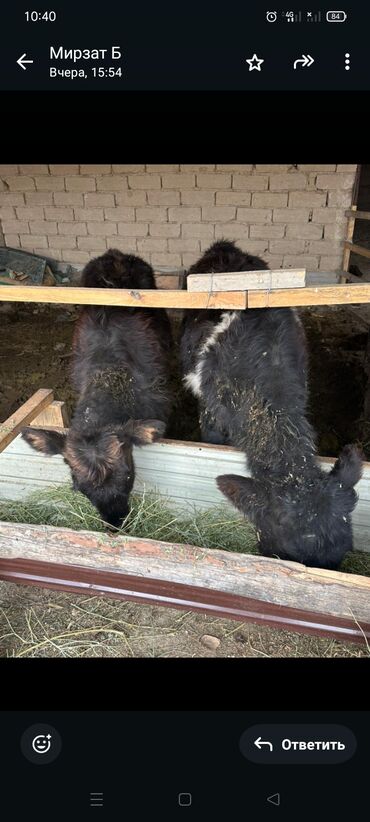 Коровы, быки: Продаю | Тёлка | Полукровка | На откорм | Племенные — 3