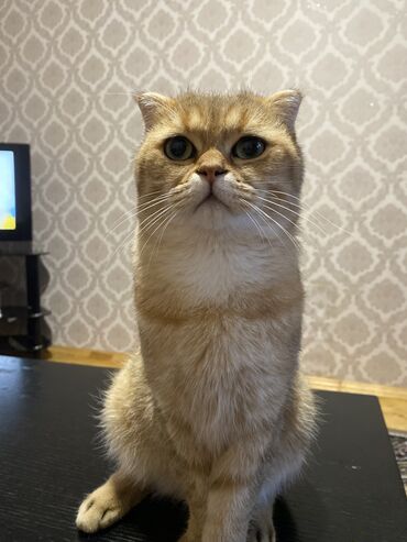 белый котенок в добрые руки: Золотая шиншилла, Самец, Для вязки