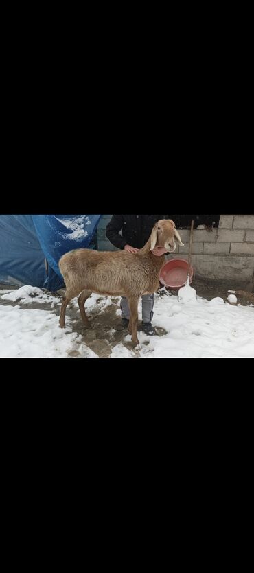 Бараны, овцы: Продаю | Овца (самка) | Арашан | Для разведения | Ярка — 10