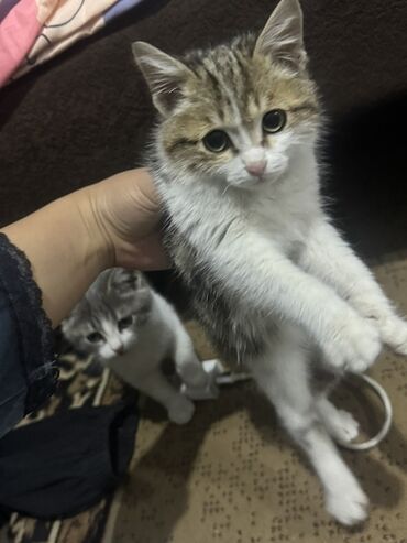 продажа домашних животных: Мышык бекер берилет: Породасыз, 2 айлык, Эркек, Лотокко барууга үйрөтүлгөн, Курттардан тазаланган