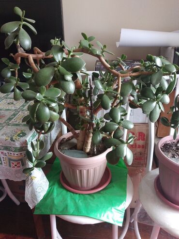 Продам комнатное растение - денежное дерево