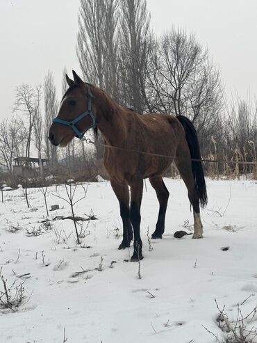 Лошади, кони: Продаю | Конь (самец)