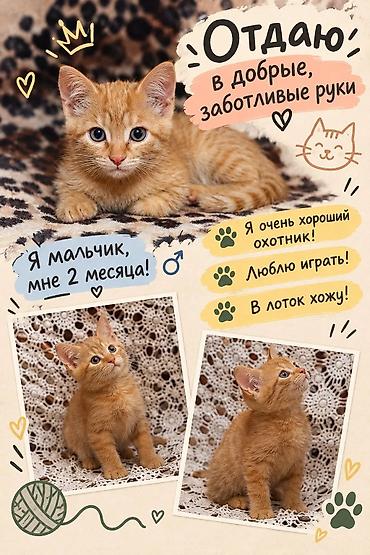 кошка породистые: Отдам котят в хорошие, добрые руки!!! — 3