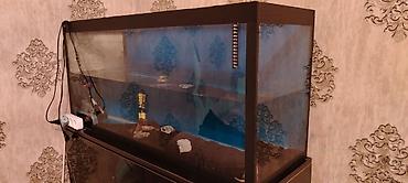 akvarium baliq novləri: Böyük ölçülü şüşə akvarium + şkaf dəsti - Ölçü: 120 sm uzunluq, 50 — 6
