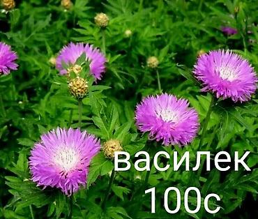 козий сыр: Продаю все саженцы которые вы видите на фото, также есть мята — 6