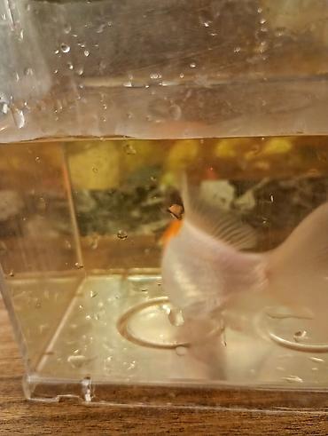 Balıqlar: Oranda, Sülhsevər — 7