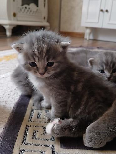 Pişiklər: Britan — 9