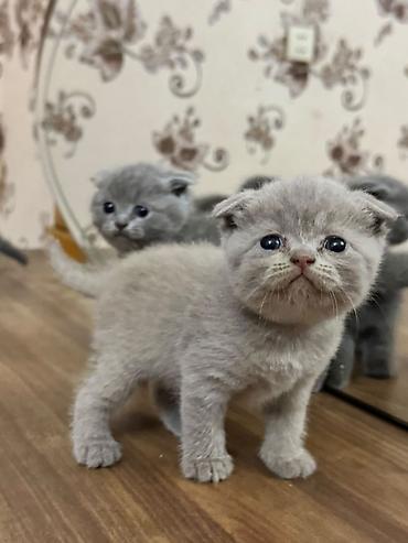 Кошки: Британская — 2