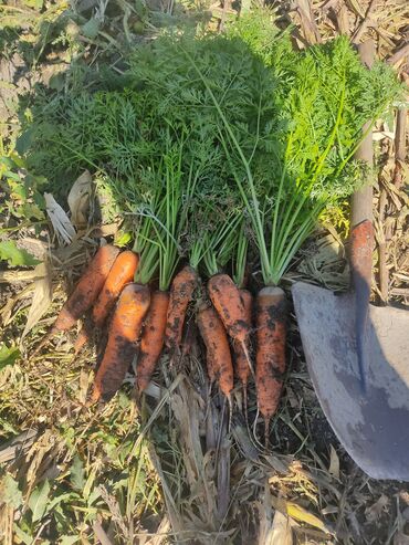 Овощи: Саженцы овощей: Морковь — 6