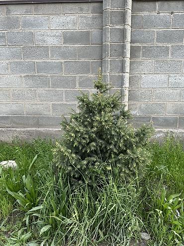 Ель: Ель (вероятно, канадская/серая, Picea glauca), компактная — 5