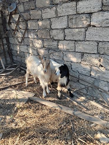 akvarium satilir: Satış: 2 baş keçi

- Növ: yerli keçi
Erkey ve dişi — 2