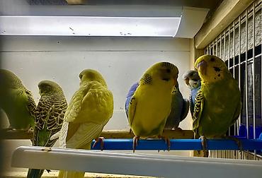 Птицы: Волнистые попугаи в комплекте с клеткой. Описание: - Яркие волнистые — 10