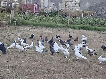 goyərcin şəkli: Goyerçinler satılır 40 denedi hoptum satılır — 2