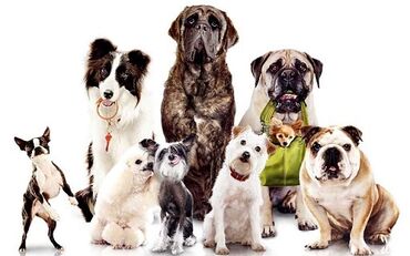 собаки и щенки в дар: Хостел для ваших любимчиков ☺️ Услуги догситтера- кэтситтер …