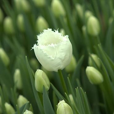 Букеты из живых цветов: Цветы Голландские Тюльпаны Оптом! Тюльпаны вместе с луковицами — 9