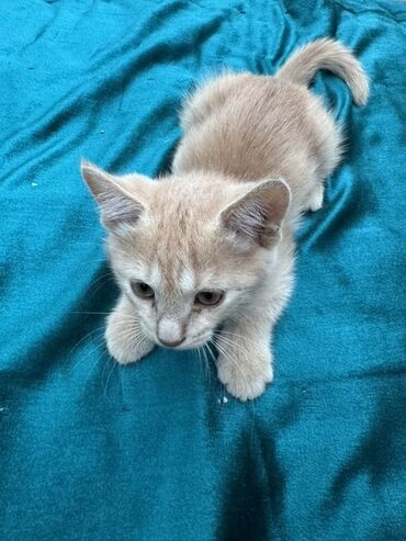 Продажа кошек: Очаровательный котенок с мягкой шерстью и любознательным взглядом — 10