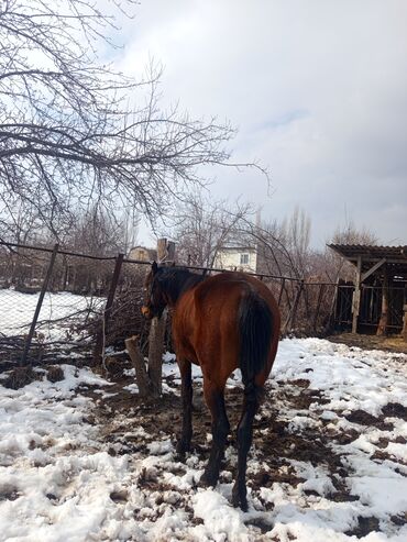 продажа коня: Продаю | Конь (самец) | Кара Жорго | Рабочий | Осеменитель