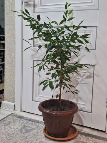 Фикусы: Срочно срочно не дорого каждая по 1500 сомов. Продаю комнатные — 7