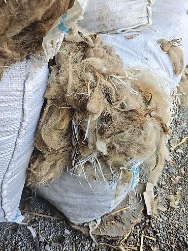 qoyun şekilleri: Çirkli yün. 3 manata. Real alıcıya endirim olacaq Məhsul: Təbii qoyun — 4