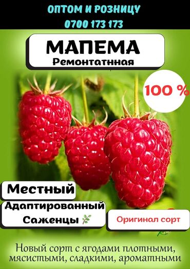 малина цена за кг 2023 бишкек: Көчөттөр : Малина, Акысыз жеткирүү