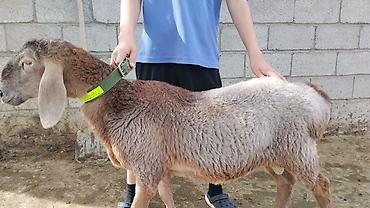 Продам с/х животных: Продаю | Баран (самец) | На забой, Для разведения — 2