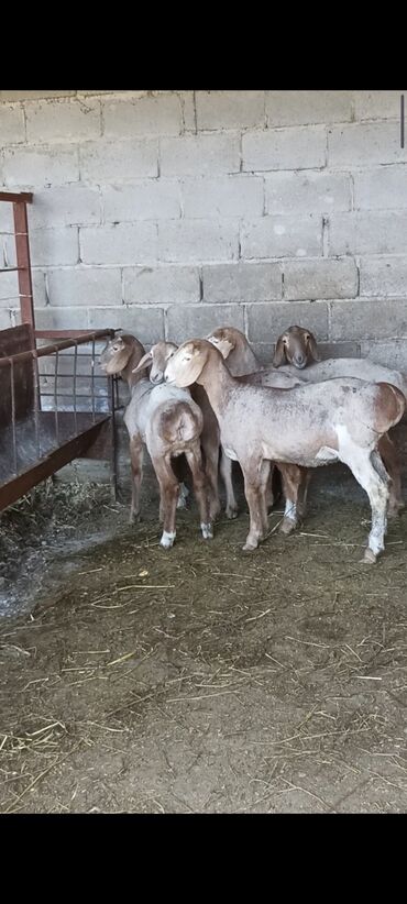 детские коляски макси кози: Продаю | Овца (самка), Ягненок | Арашан | Для разведения | Ярка