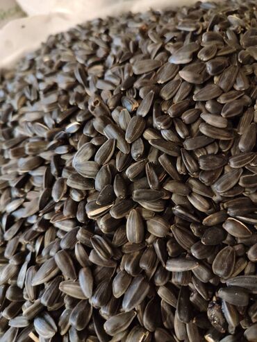 Digər qida məhsulları: Qovrulmuş və çiy,ağ və qara semiçkalar çəki ilə satılır. Sifariş -da lalafo.az — 2 Digər qida məhsulları: Qovrulmuş və çiy,ağ və qara semiçkalar çəki ilə satılır. Sifariş — 2