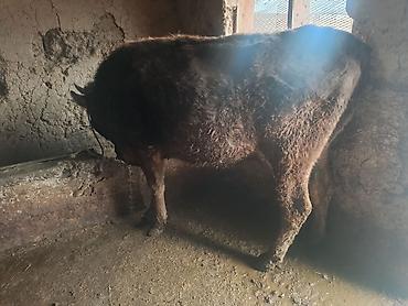 Коровы, быки: Продаю | Корова (самка) | На откорм | Привязанные — 11