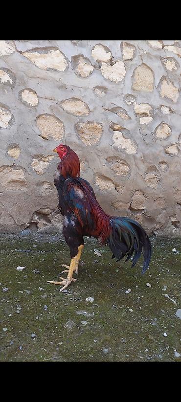 it bazari 2020: Toyuq, Damazlıq, Ödənişli çatdırılma — 1