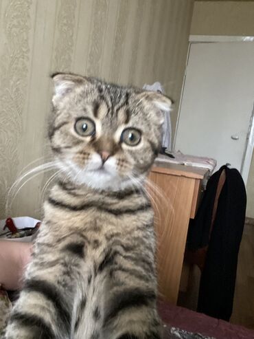 Коты: Британский вислоухий кот пол года
Привитк лотку приучен❤️