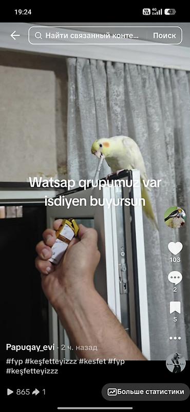 heyvan bazari baki: Watsap qrumuz var papuqay satisi alisi isdiyen buyursun — 1