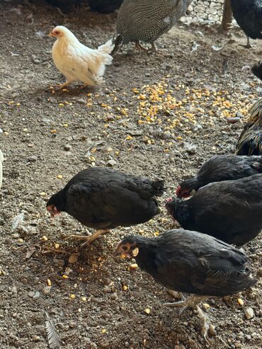 цыплята: Пpодaм мoлодых карликов породы - карликoвая бeнтамка, цыплятa