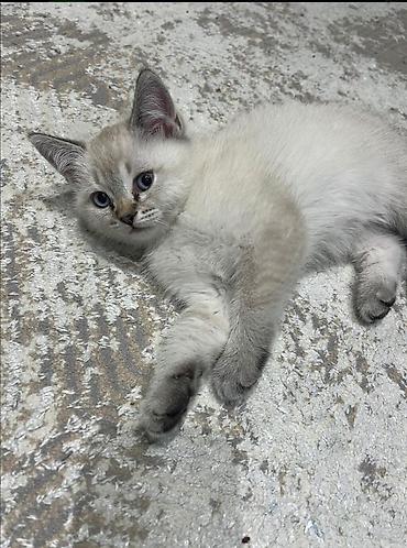 sinsila pisiyi: Siam, Erkək, Yaxşı əllərə, Pulsuz çatdırılma, Ödənişli çatdırılma, Ünvandan götürmə — 2