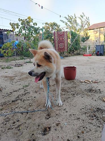 yapon iti: Akita-inu, Erkək, Ünvandan götürmə — 2