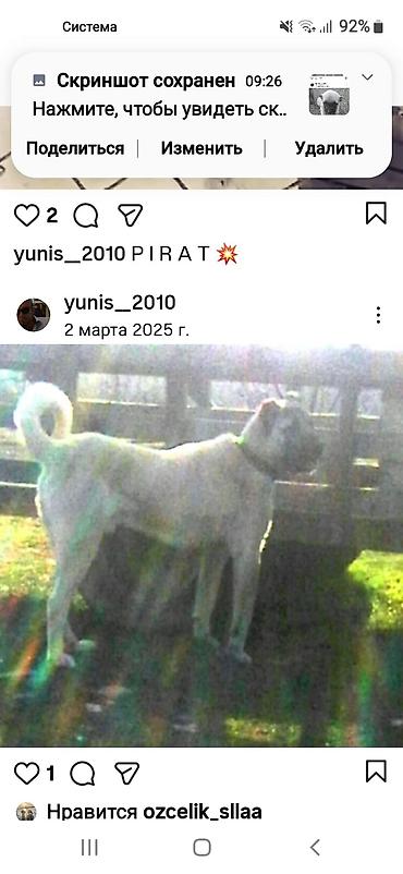 İtlər: Kanqal — 12