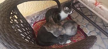 котята шотландцы: 6 месяцев, Мальчик, Метис — 4
