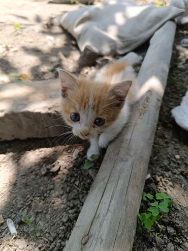 бенгальские коты: Отдам в добрые руки этого замечательного котенка приученный к горшку