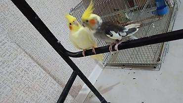 bildircin qusu: Məhsul: Nimfa (Cockatiel) cütü və qəfəssiz razılaşma olacaq Təsvir — 1
