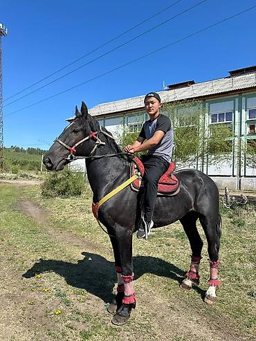 шотландская вислоухая кошка фото цена: Продаю | Конь (самец) | Рабочий | Племенные — 4