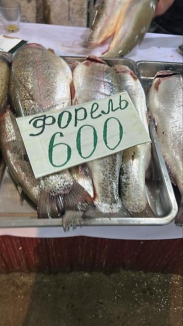 африканский сом купить: Форель — свежая, потрошёная, с головой. Целые тушки на подносе — 1