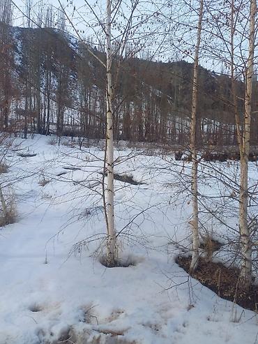 Берёза: Саженцы — 18