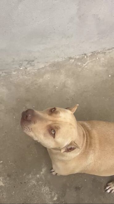 BYD: Pitbul, 1 il, Dişi, Peyvəndli, Ünvandan götürmə