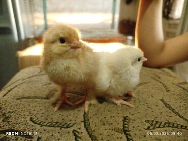 купить перепелиные яйца инкубационные: Брама,птенцы
