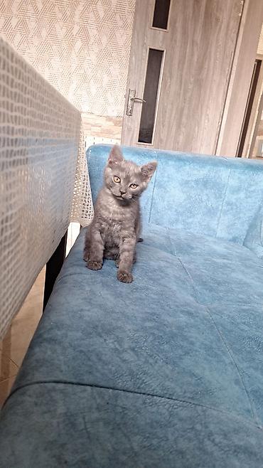 pisiyler: Ciddi alıcılara endirimde var . 5 baladı isteyenler yetinde de baxa — 2