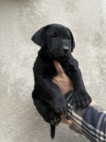 Продажа собак: Шарпей, 2 месяца, Самец — 2