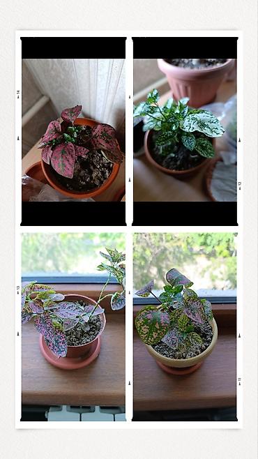 Гипоэстес (Hypoestes phyllostachya) «пятнистый» в горшке,есть белый