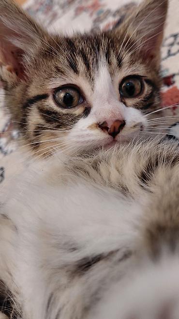 Pişiklər: Erkək, Ünvandan götürmə — 2